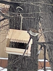Passer domesticus