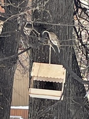 Passer domesticus