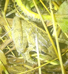 Ptychadena anchietae