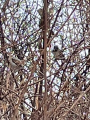 Passer domesticus