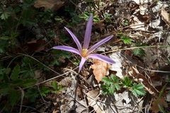 Colchicum longifolium