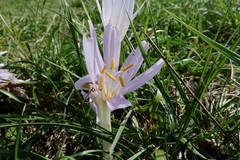 Colchicum longifolium