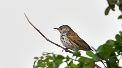 Ramsayornis fasciatus