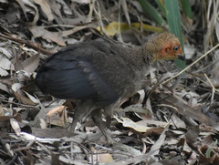 Alectura lathami lathami