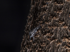 Anthribinae