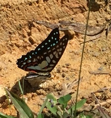 Graphium doson evemonides