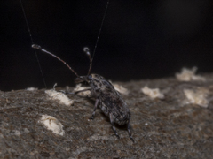 Anthribinae