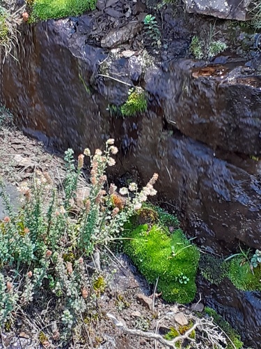 Glumicalyx flanaganii, photograph 6