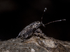 Anthribinae