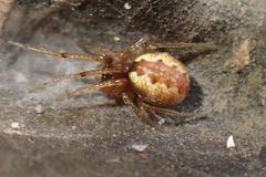 Anelosimus crassipes