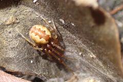 Anelosimus crassipes