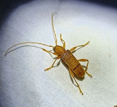 Xuthodes punctipennis