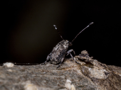 Anthribinae