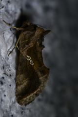 Erythroplusia rutilifrons