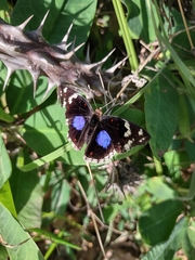 Junonia oenone oenone
