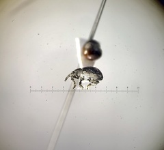 Trichapion rostrum