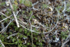 Draba siliquosa
