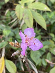Rhododendron farrerae