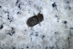 Gonocephalum reticulatum