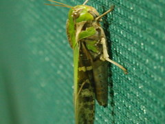 Gastrimargus marmoratus