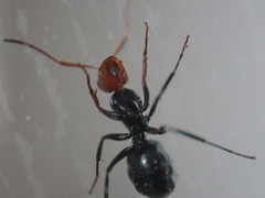 Camponotus lindigi