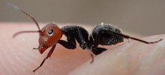 Camponotus lindigi