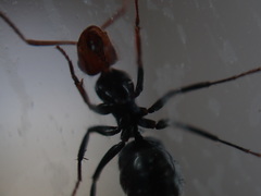 Camponotus lindigi