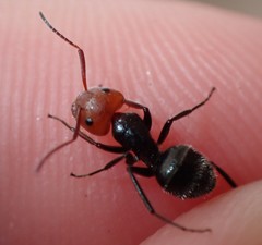 Camponotus lindigi