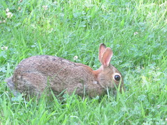 Sylvilagus floridanus