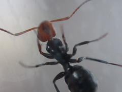 Camponotus lindigi
