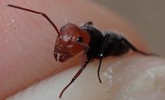 Camponotus lindigi