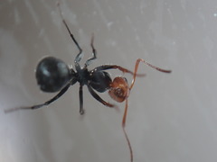 Camponotus lindigi