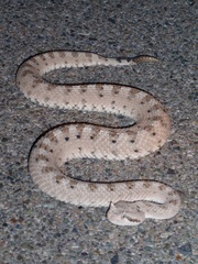 Crotalus cerastes cerastes