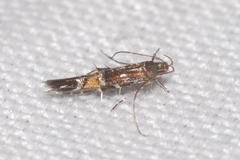 Cosmopterix pulchrimella