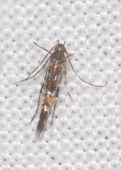Cosmopterix pulchrimella