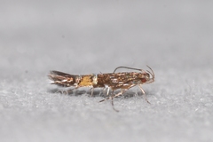 Cosmopterix pulchrimella