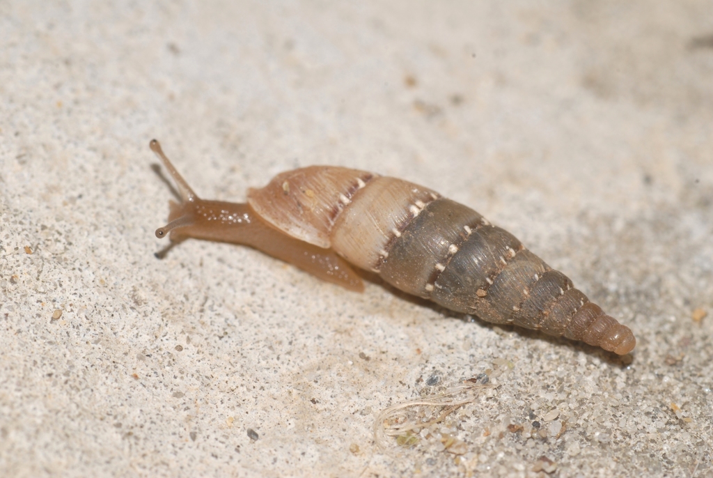 Cliveden Snail