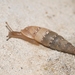 Cliveden Snail - Photo (c) Philippe Geniez, some rights reserved (CC BY-NC), uploaded by Philippe Geniez