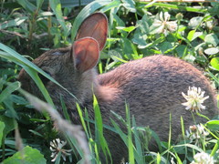 Sylvilagus floridanus