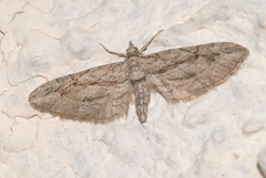 Eupithecia phoeniceata