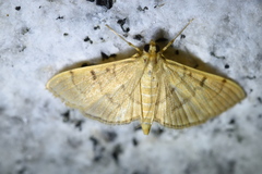 Omiodes indicata