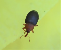 Eudelodes bicolor