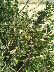 Zygophyllum eurypterum