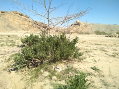 Zygophyllum eurypterum