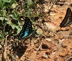 Graphium doson evemonides