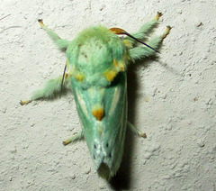 Coenobasis albiramosa