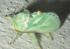 Coenobasis albiramosa