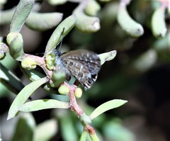 Theclinesthes sulpitius