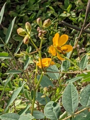 Senna bicapsularis