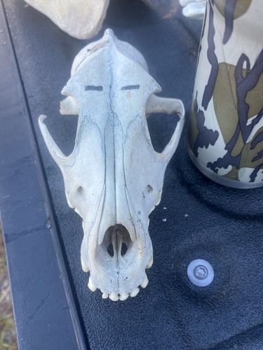 Canis lupus image